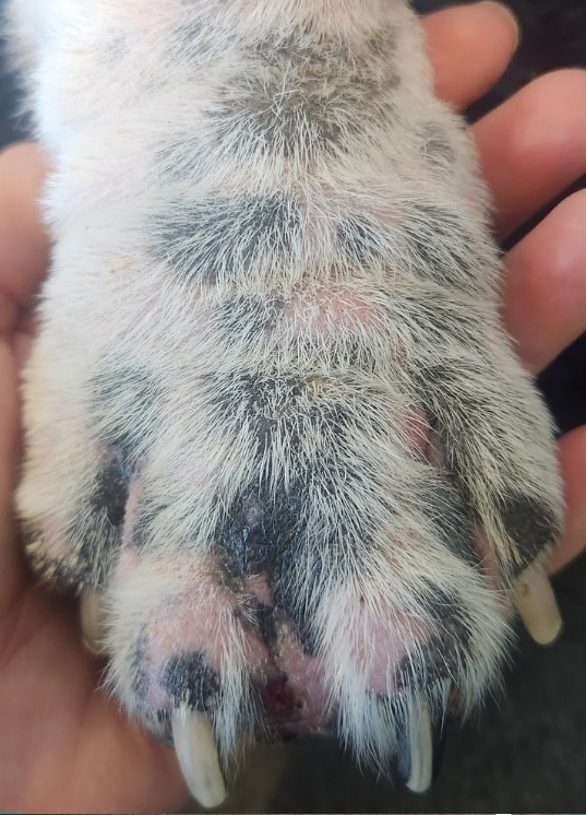 after-paw1