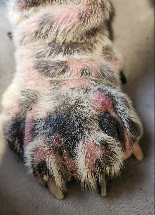 before-paw1