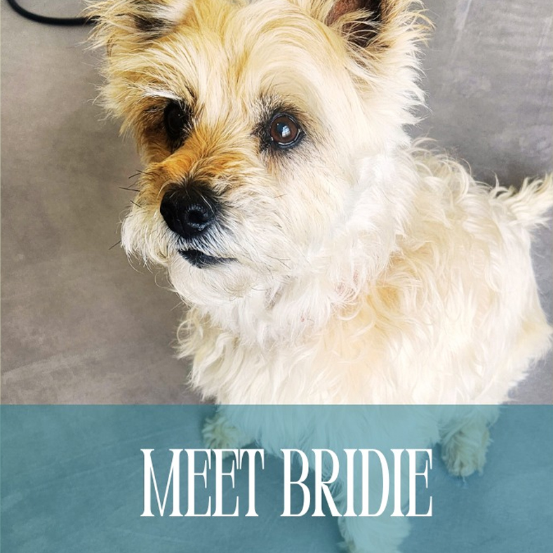 meetbride