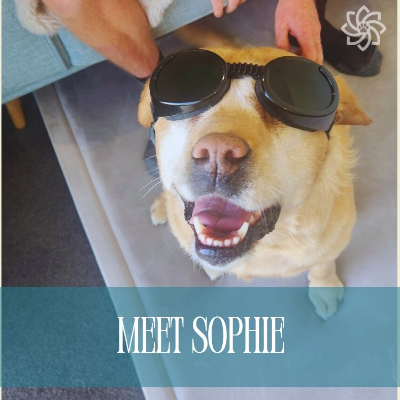 meetsophie